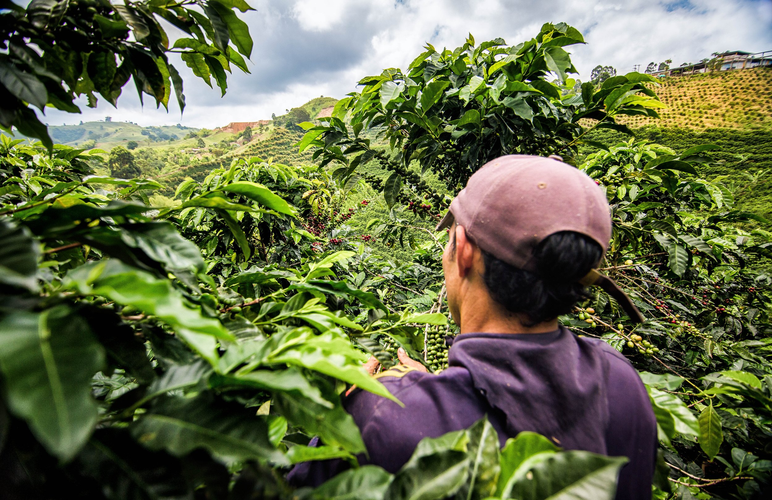 2026 Portrait Country - Café de Colombia — World of Coffee San Diego